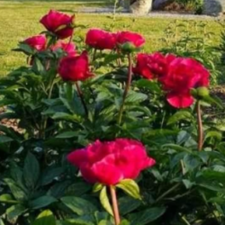 Suchar Inta Donina  IMG_66461